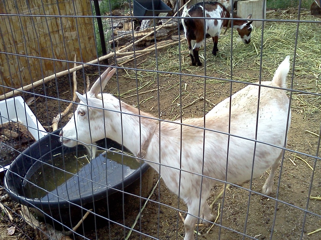 Nigerian Dwarf doeling