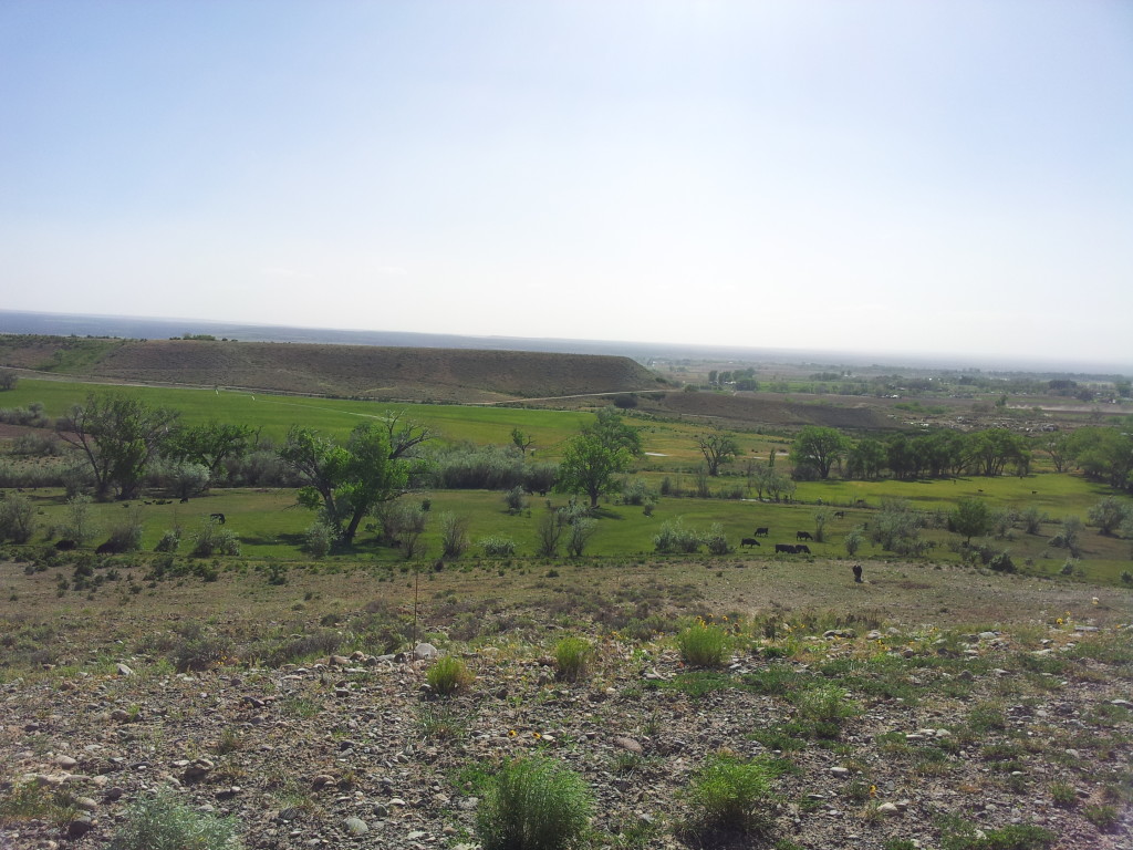 Cows Grazing Below