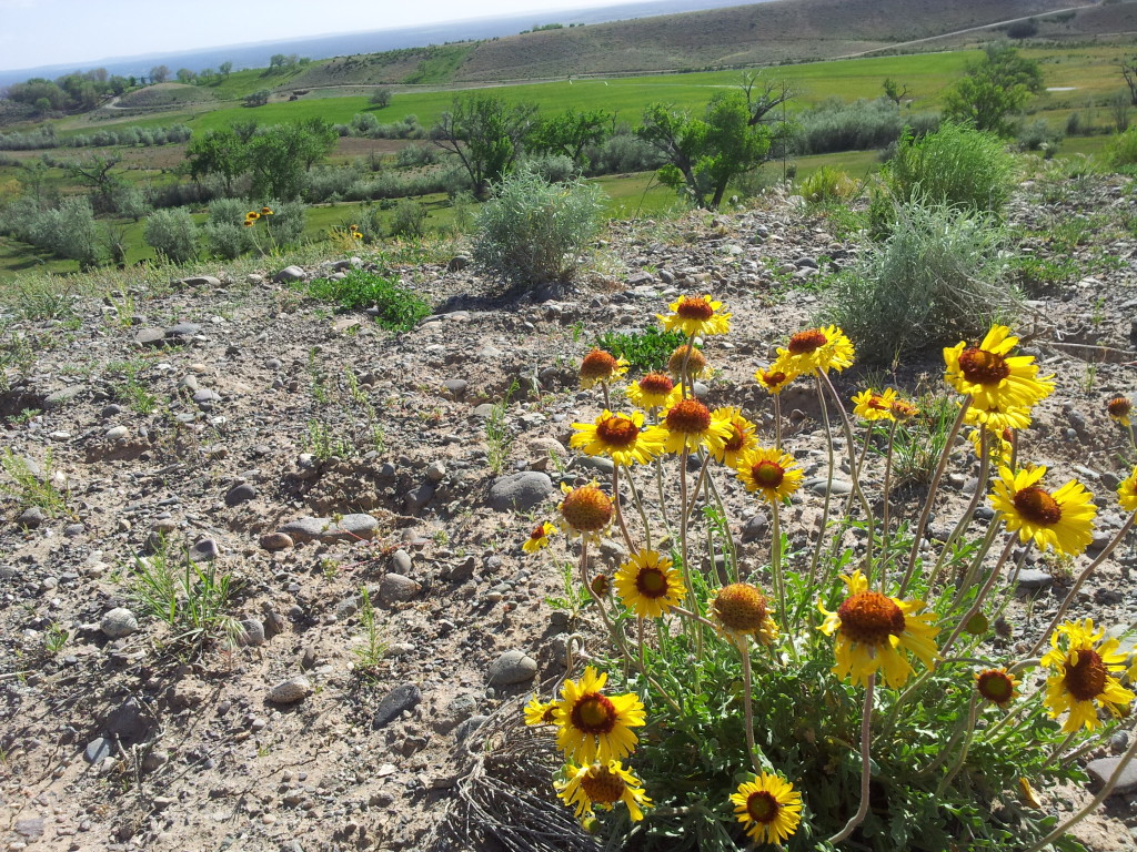 Wildflowers on Side of Hill