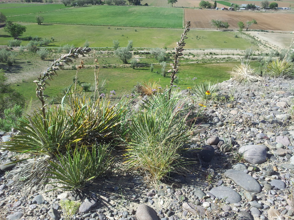 Yucca Growing on Hill's Edge